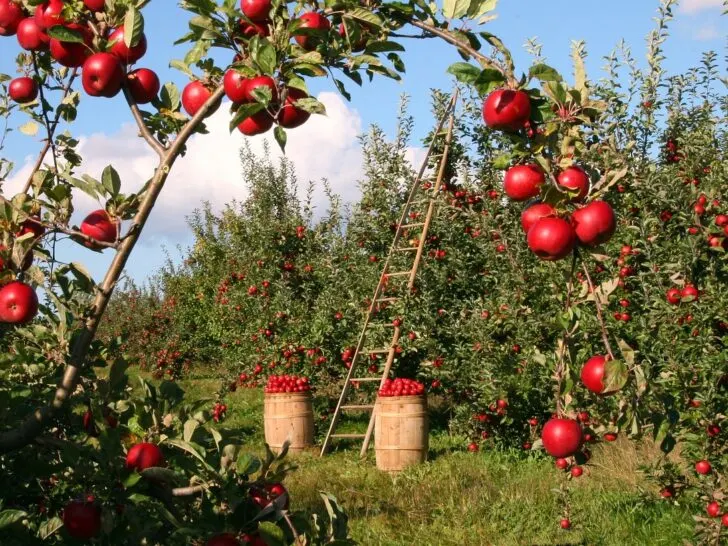 organic apples