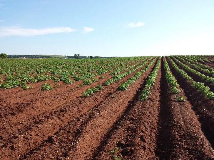 organic farm