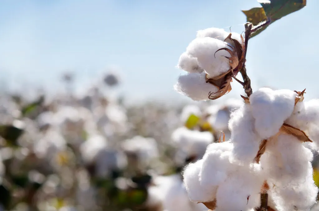 organic cotton plant