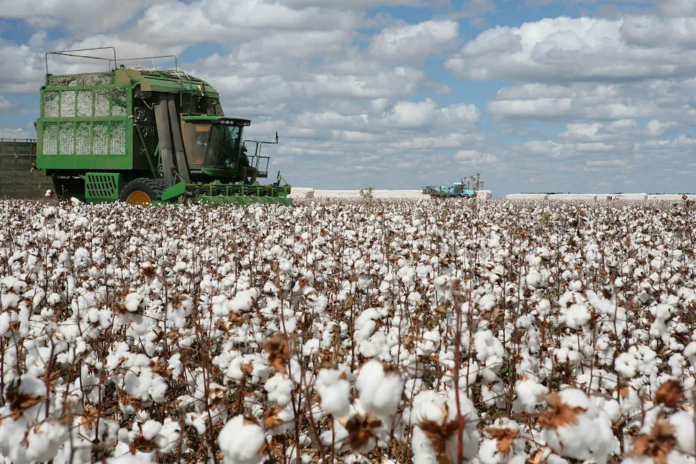 organic cotton farming