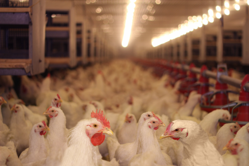 factory farm chicken