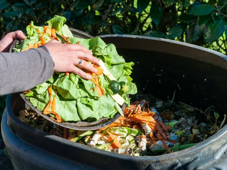 woman composting salad scraps
